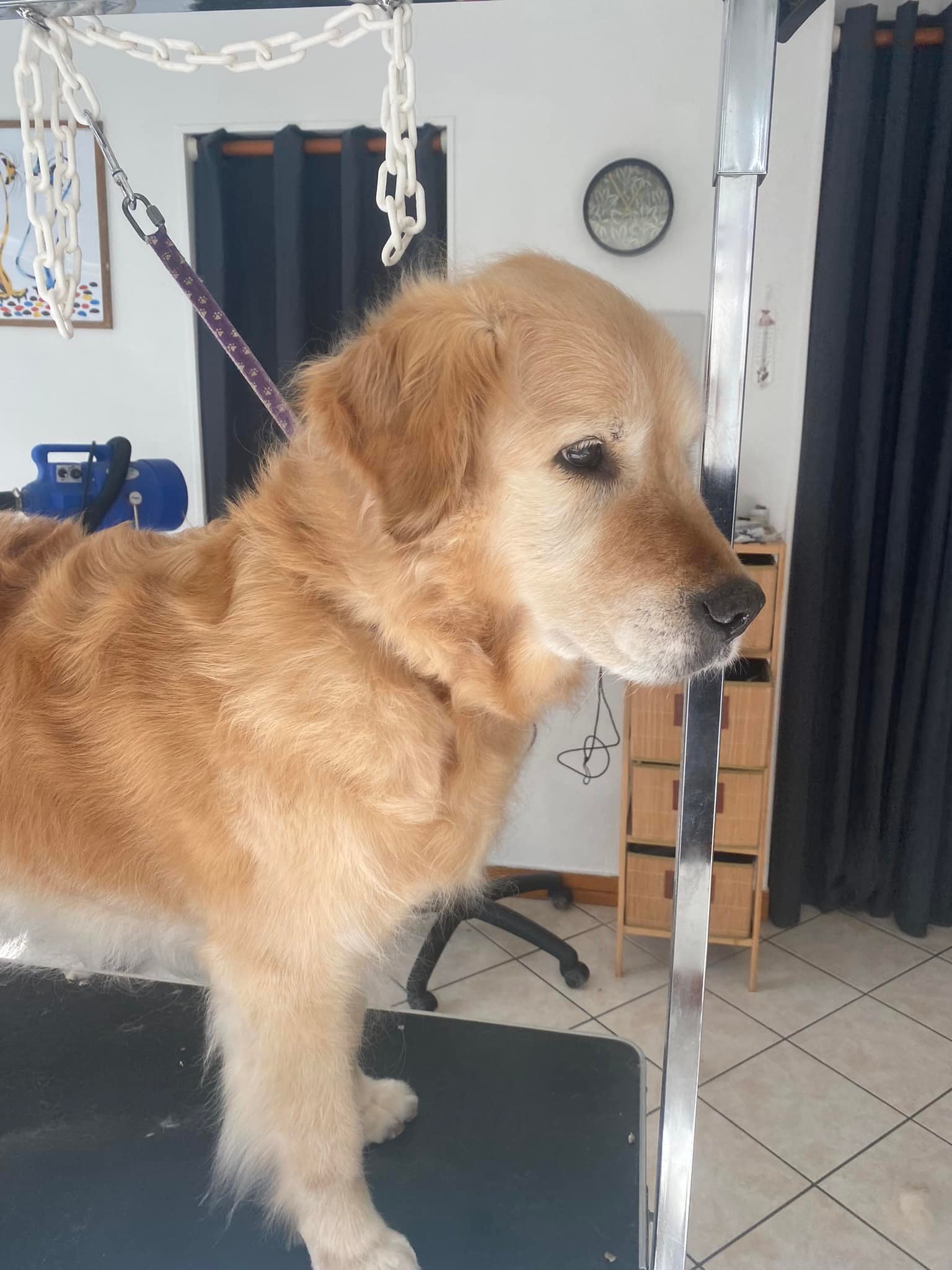 Toilettage en cours au salon Le Cabotin