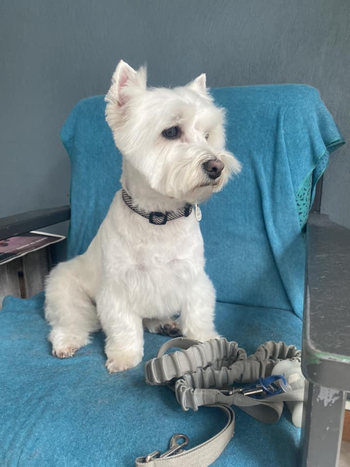 Portrait d'un chien toiletté au Cabotin